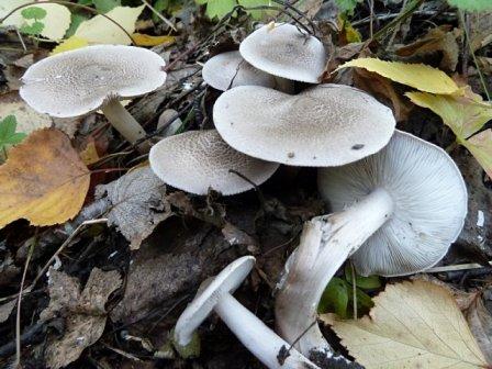  ,   Tricholoma pardalotum (Tricholoma pardinum)